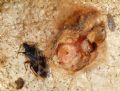 Anthocoris nemoralis